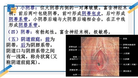 白虎 穴|超过 80000 张关于“女性 生殖器官”和“女性”的免费图片。